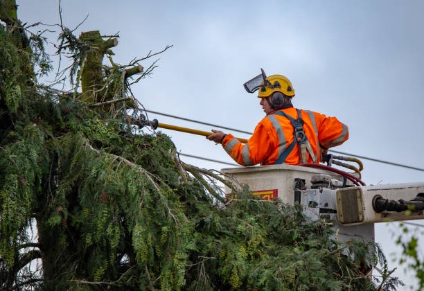 Best Tree Removal Service  in Avis, PA